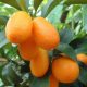 1651248769_40-vsegda-pomnim-com-p-tsitrusovii-frukt-kumkvat-foto-42