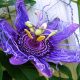 passiflora-inkarnatnaya