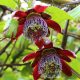 Passiflora_alata-red