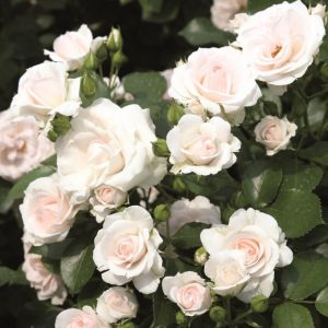 Роза Aspirin-Rose (Aspirin-Rose)2