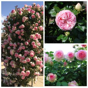 Роза Эден Розе 85