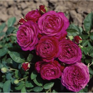 Роза Heidi Klum Rose ( Хайди Клум Розе)2