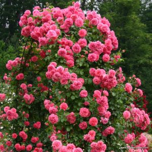 Роза Rosarium Uetersen (Розариум Ютерсен)2