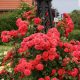 Роза Uetersens Rosenkönigin (Ютерсен Розенкёнигина)