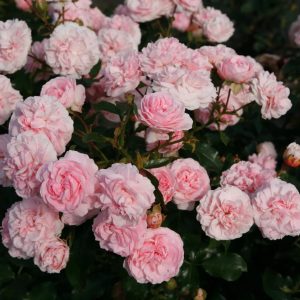 Саженцы розы флорибунда Лариса (Larissa)2