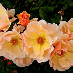 Саженцы розы полиантовой Амбер Сан (Amber Sun)