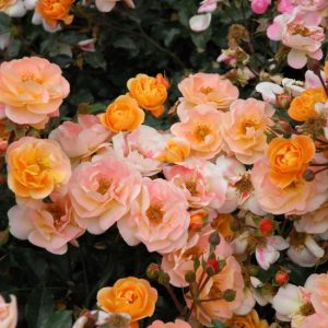 Саженцы розы полиантовой Амбер Сан (Amber Sun)2