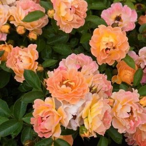 Саженцы розы полиантовой Бесси (Bessy)