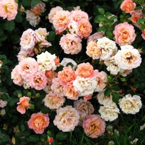 Саженцы розы полиантовой Бесси (Bessy)2