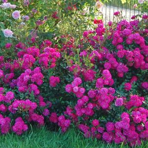 Саженцы розы полинтовой Сиреневый дождь (lilac rain)