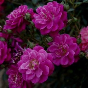 Саженцы розы полинтовой Сиреневый дождь (lilac rain)2