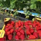 клубника Ауджи