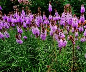 Лиатрис «Кобольд»(5 шт)